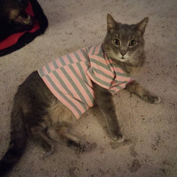 Every Offer is Considered 🐸 - Picture 4 of 7